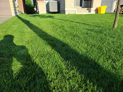 installed sod