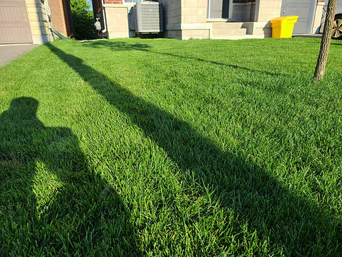 installed sod