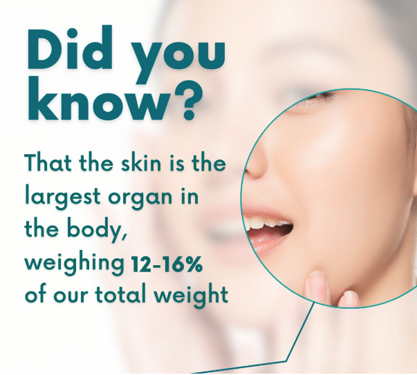 Graphic reading "Did you know? The skin is the largest organ in the body, weighing 12-16% of our total weight" over a close-up of a woman's face