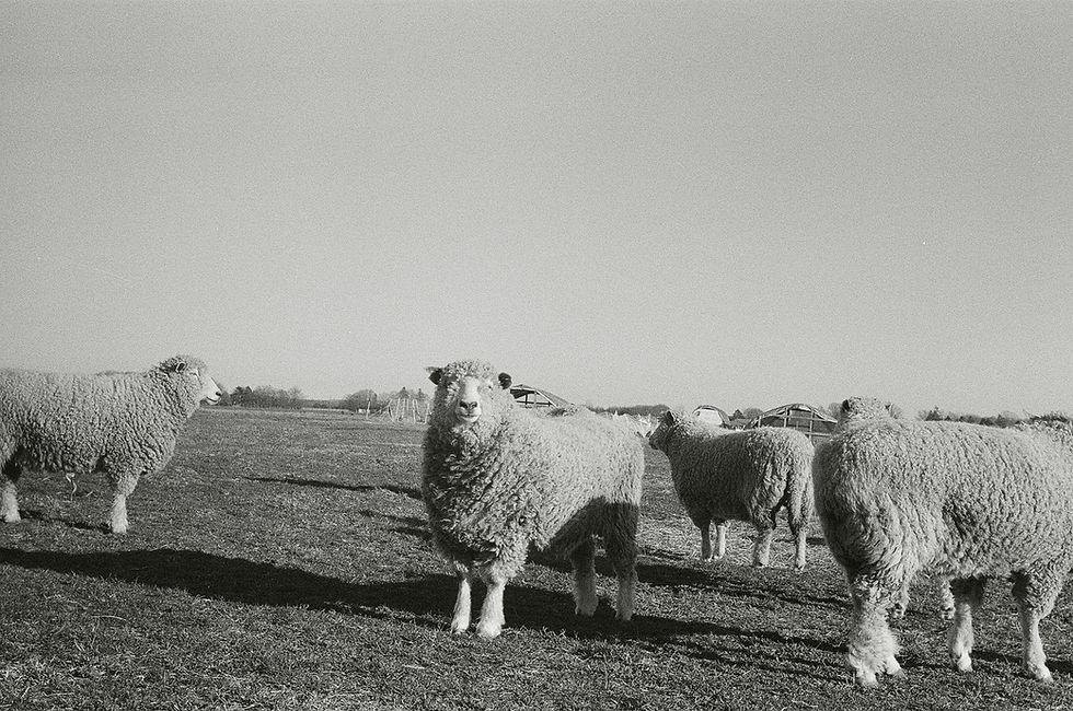 Sacred Process: An Interactive Exploration of Kosher Ritual Slaughter