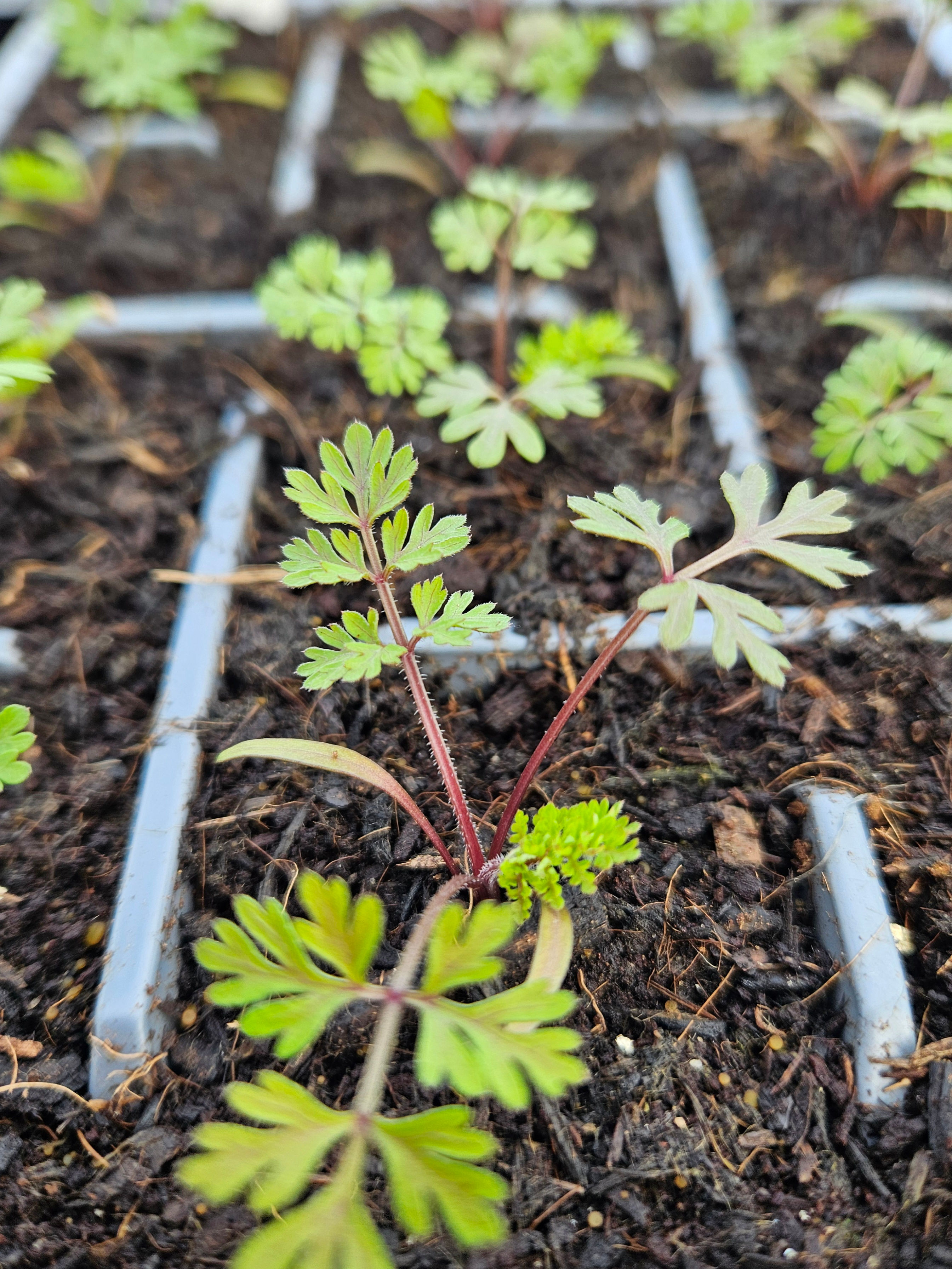 Daucus carota 'Dara'