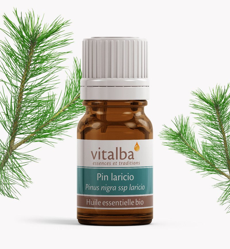 СОСНА ЛАРІЦІО. Науральна ефірна олія bio/Pinus nigra laricio nobilis