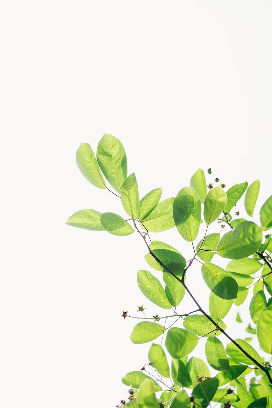 green flowering plant_edited.jpg