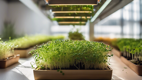 How to Grow MicroGreens: Tips for Chefs