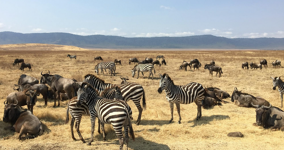 Conservation + Luxury: The 'New' Safari