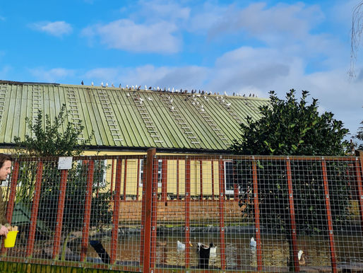 One more year of Sunshine