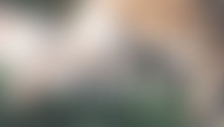 cão e gato. luto por um pet que partiu