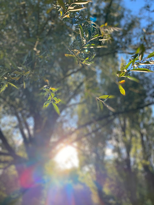 Sunlight through the trees leaves.jpeg