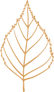 Aspen Leaf