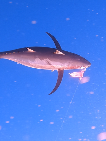 appetizing Albacore, a white Tuna just before a successful landing