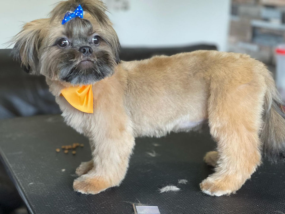 Dog ready to be groomed