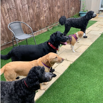 Dogs standing in a line