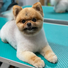 Groomed dog