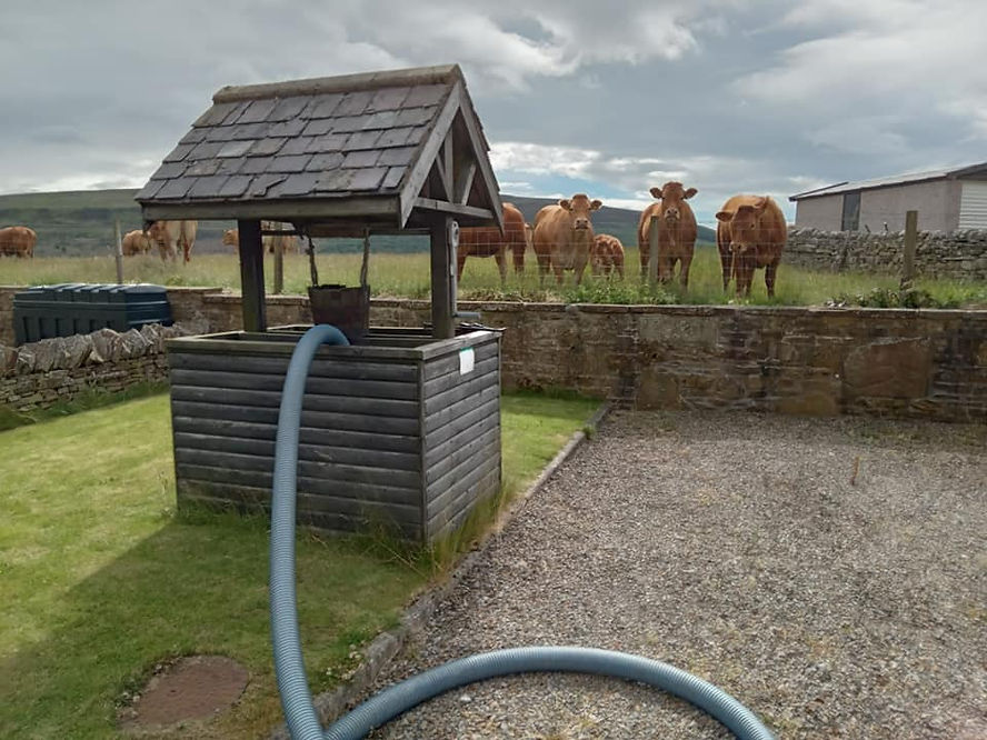An image of cows