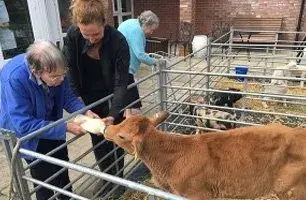 Feeding calf milk