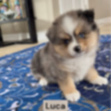Luca