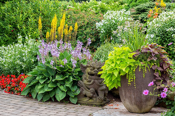 garden.jpeg