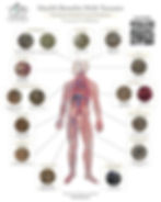 Human Body.jpg