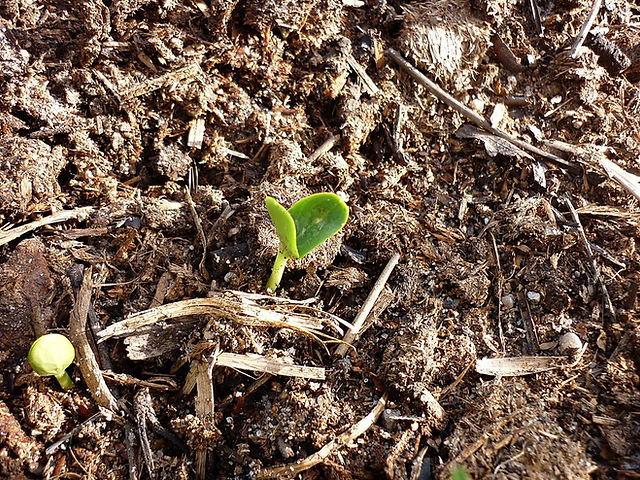 Germinação de Melancia