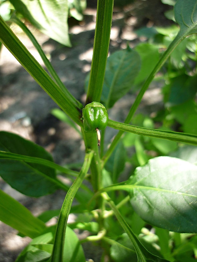 Desenvolvimento de Pimento