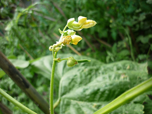 Flor de Feijão Verde
