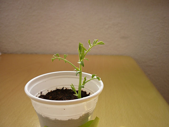 Germinação de Grão