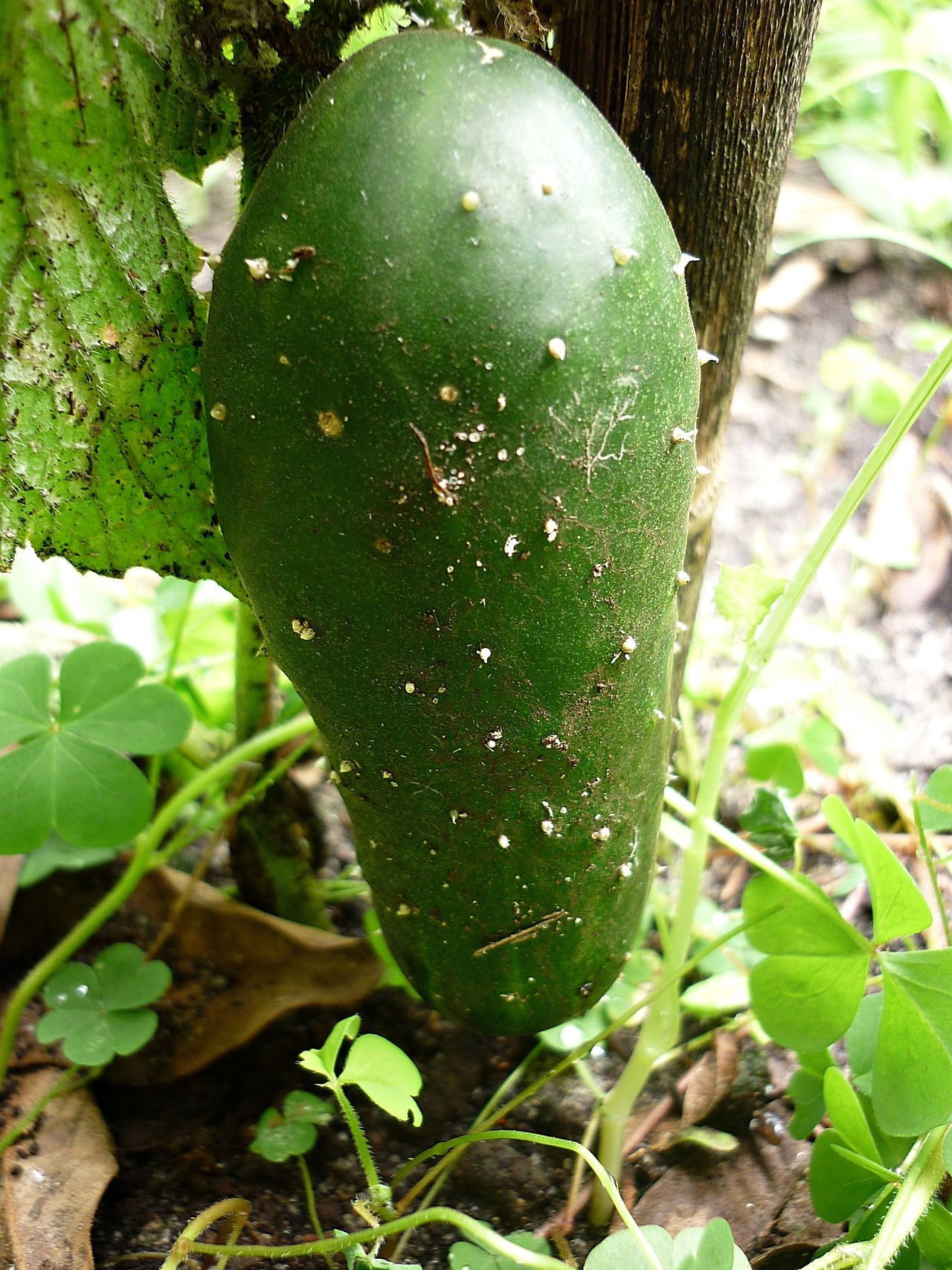 Pepino