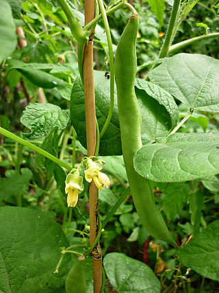 Feijão Verde
