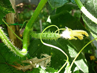 Mini pepino