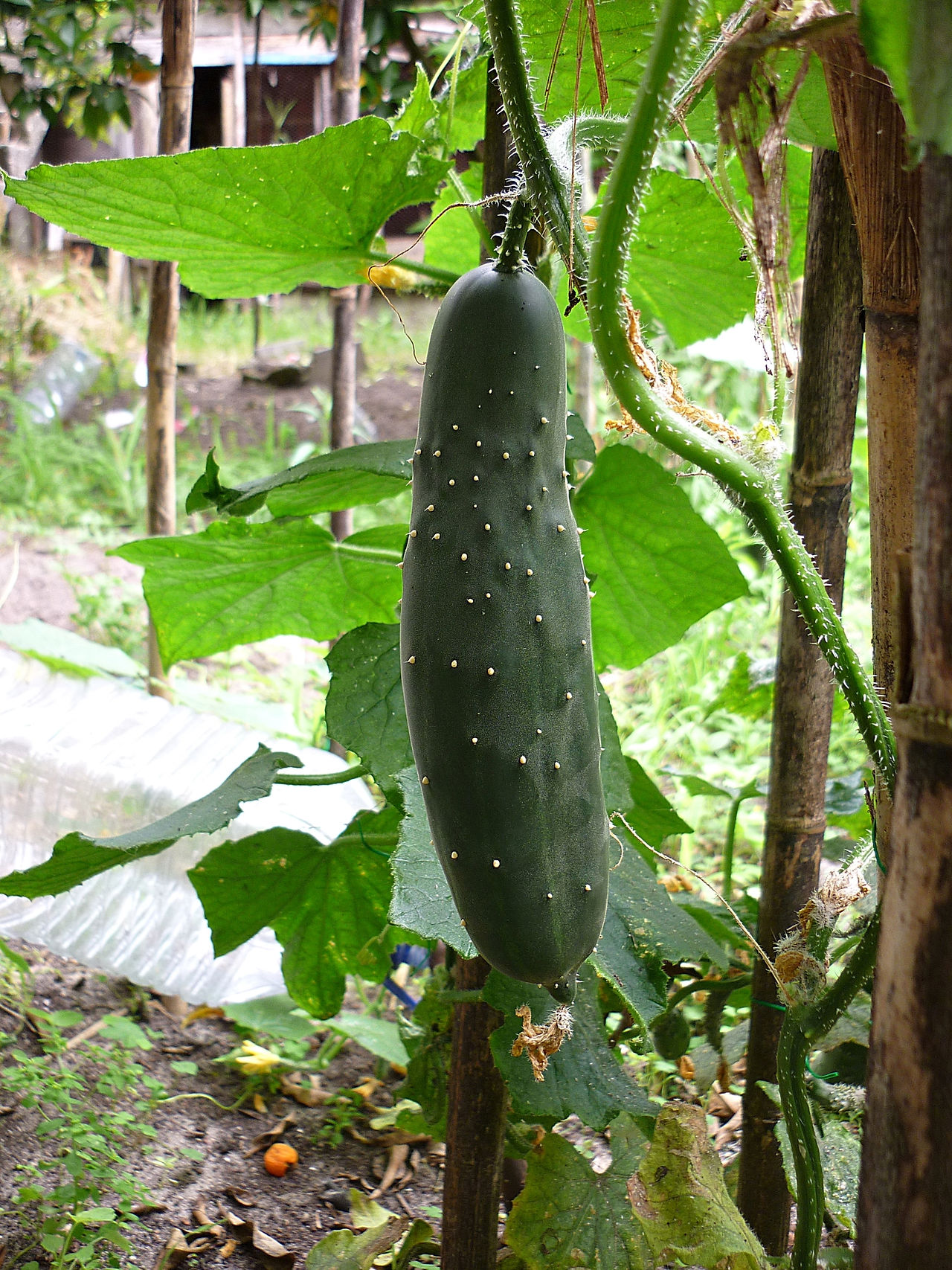 Pepino verde dos mercados