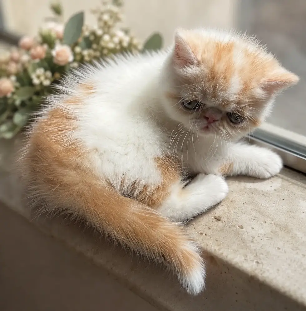 Puddle - Persian - Male