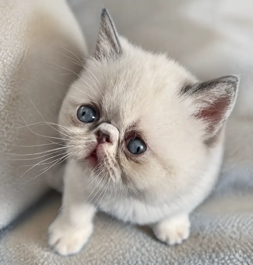 Stellie - Blue Point Exotic Shorthair - Female