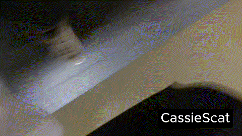 Woman shits on a public bathroom
