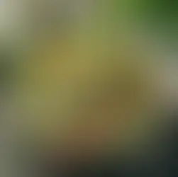 Avocado Lime Shrimp Salad Tossed in Olive Oil in a Bowl