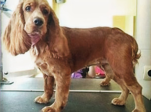 cocker spaniel full clip_edited.jpg