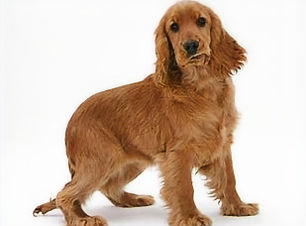 cosker spaniel deshed no clip_edited.jpg