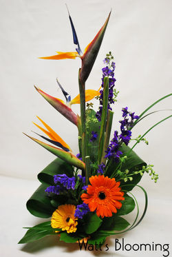 #16 TROPICALS