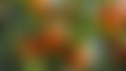 Mexerica Ponkan - Citrus reticulata