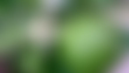 Limão Tahiti - Citrus × latifolia