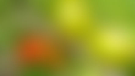 Seriguela - Spondias purpurea