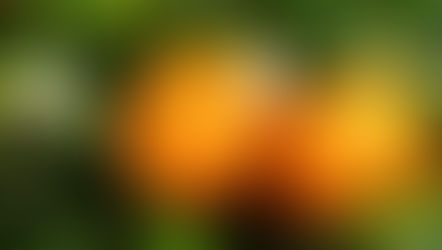 Laranja Bahia - Citrus Sinensis