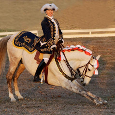 Lyric Dressage - Allison Mathy - Lusitano