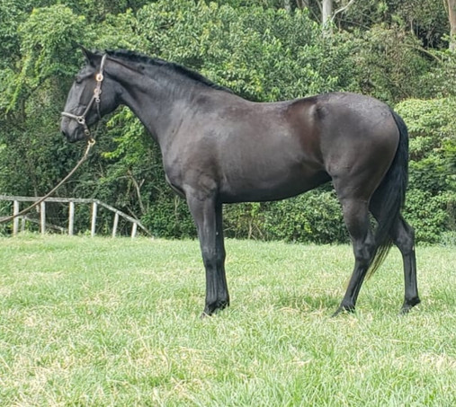 Black Lusitano mare Noite