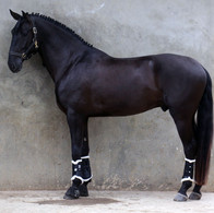 Lusitano_Legendario4.jpg