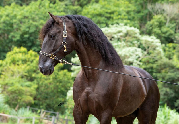 Lyric Dressage Lusitano - Legendario 7.j