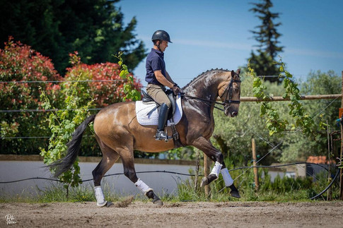 Lanceiro lusitano for sale