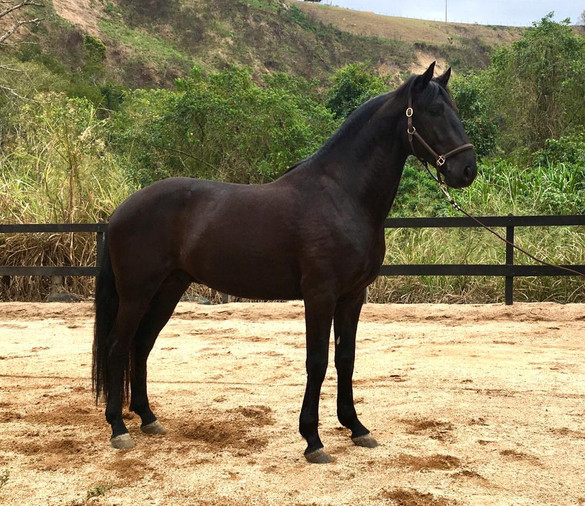 Black lusitano stallion Neptuno