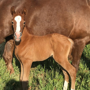 Barock Lusitano horses for sale