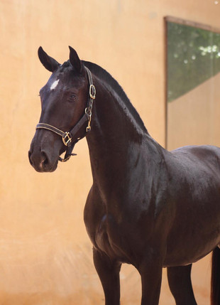 Ophelia do Arete Lusitano filly for sale
