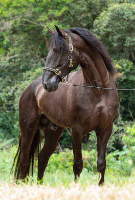 Lyric Dressage Lusitano - Legendario 2.j